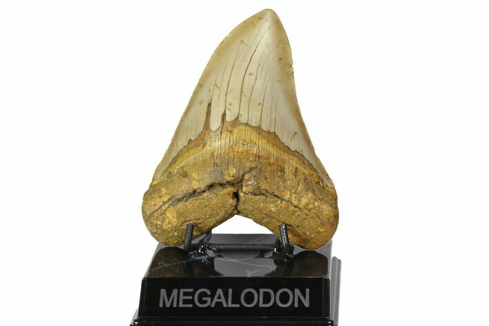 Fossil Megalodon Tooth - North Carolina #164878